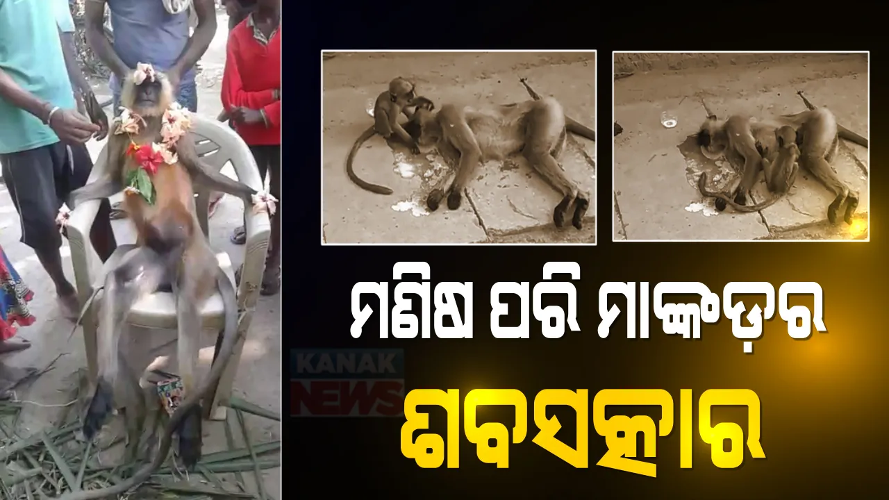  ମଣିଷ ଦେଖାଇଲା ମହାନତା: ବିଦ୍ୟୁତ୍ ବାହୁରେ ଆସି ଛଟପଟ ହୋଇ ମରିଗଲା ମାଙ୍କଡ଼ ମା’ । ଛୁଆ ମାଙ୍କଡ଼କୁ ଦେଖି ବୁଝିଲାନି ମନ, ମଣିଷ ଶବ ପରି ଶେଷକୃତ୍ୟ ସମ୍ପନ୍ନ କଲେ ଗାଁ ଲୋକେ ।