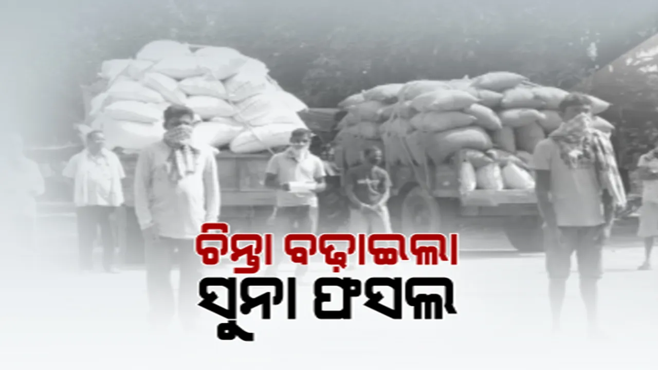  ରାଜ୍ୟରେ ଆରମ୍ଭ ହେଲା ଖରିଫ ଧାନ କିଣା ପ୍ରକ୍ରିୟା । ଆଜିଠୁ ବରଗଡ଼ରେ ଆରମ୍ଭ, ୧୨ ତାରିଖରେ ଧାନ ବିକିବେ ସମ୍ବଲପୁର ଚାଷୀ । ଧାନ ବିକ୍ରିକୁ ନେଇ ଦ୍ୱନ୍ଦ୍ୱ ବଢ଼ାଇଲା ନୂଆ କୃଷି ଆଇନ 