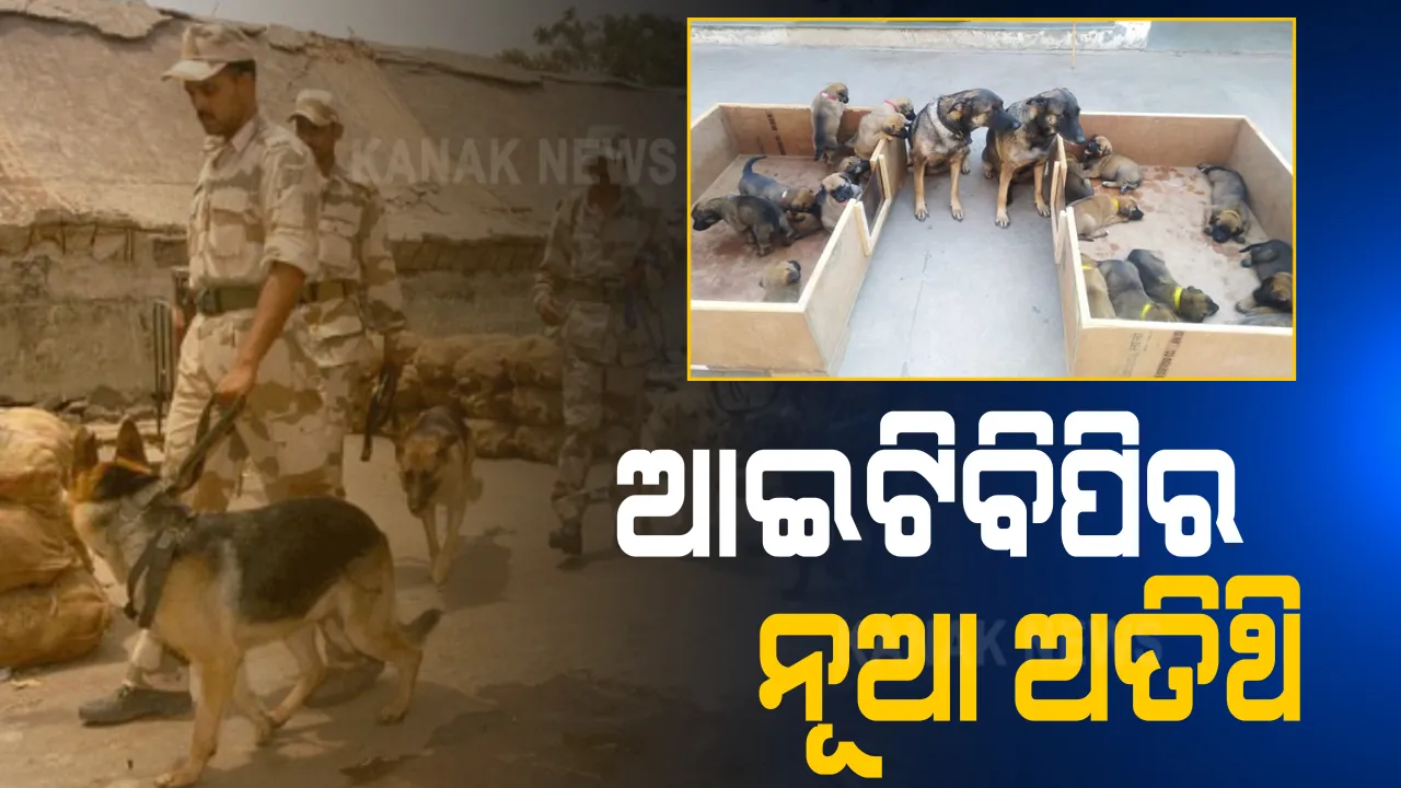  ଆଇଟିବିପିକୁ ମିଳିଲା ୧୭ ନୂଆ ଯୋଦ୍ଧା । ଏହି ଯୋଦ୍ଧା ହେଉଛନ୍ତି ବେଲଜିୟନ ମାଲନିଓଜ ବ୍ରିଡର କୁକୁର ଛୁଆ । ଭବିଷ୍ୟତରେ ଏମାନେ ପାରାମିଲିଟାରୀ ଫୋର୍ସରେ ଯୋଗ ଦେବେ 
