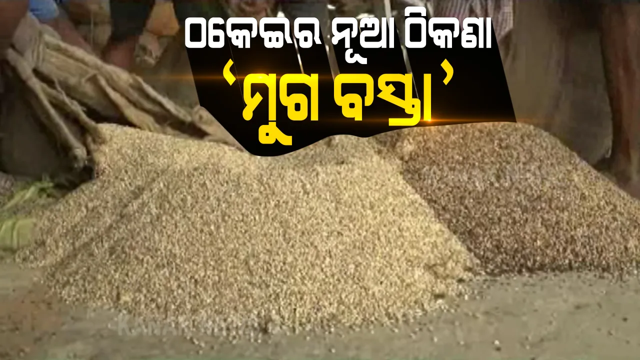  ହଜାର ହଜାର ଟଙ୍କା ଦେଇ କିଣିଲେ ମୁଗ । ହେଲେ ବସ୍ତାରୁ ବାହାରୁଛି ଟେକା, ପଥର