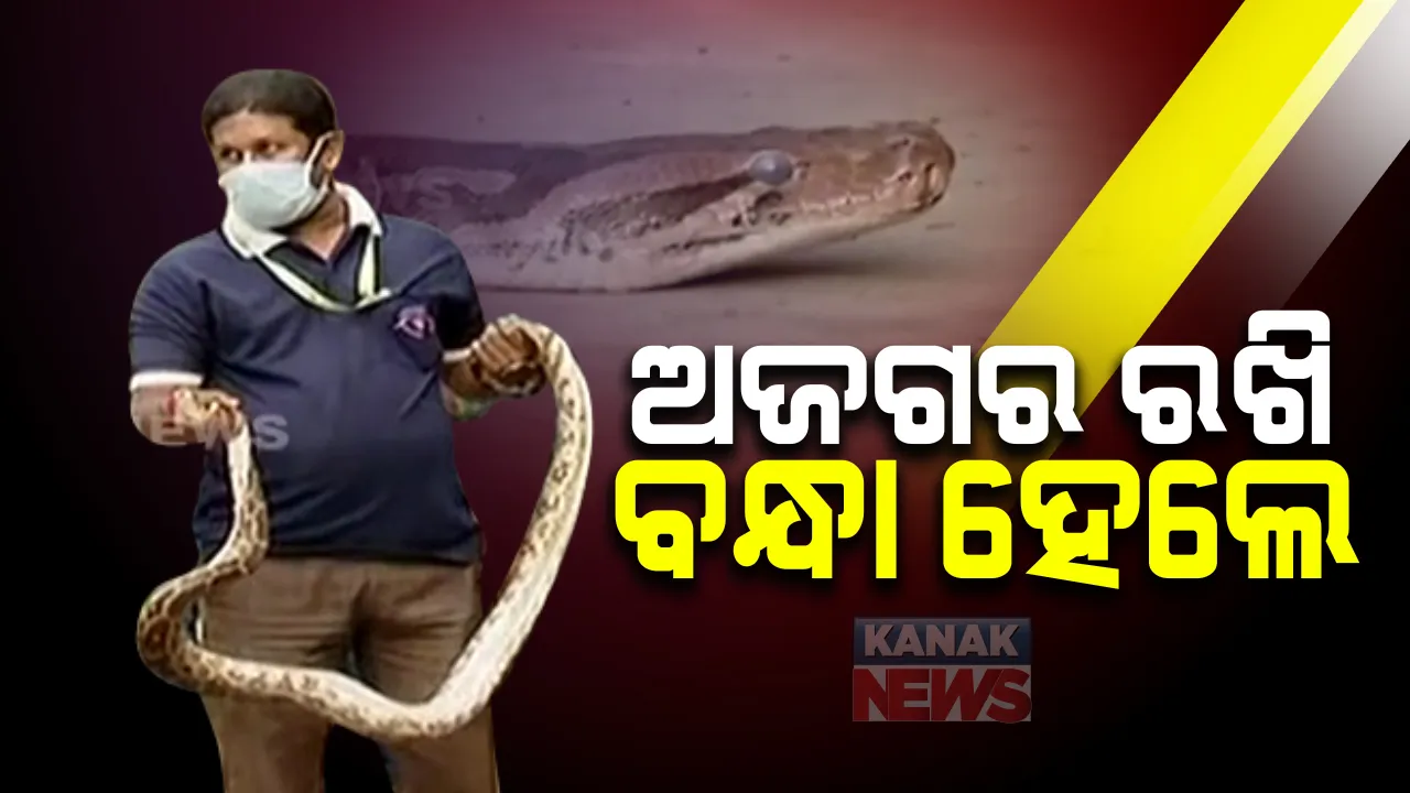  ବାଙ୍କୀ ସହଡାପଦା ଗାଁରୁ ୮ ଫୁଟ ଲମ୍ବର ପାହାଡି ଅଜଗର ଉଦ୍ଧାର : ବେଆଇନ ଭାବେ ଘରେ ରଖିଥିବା ୫ ଅଭିଯୁକ୍ତଙ୍କୁ ବାନ୍ଧିଲା ବନବିଭାଗ  
