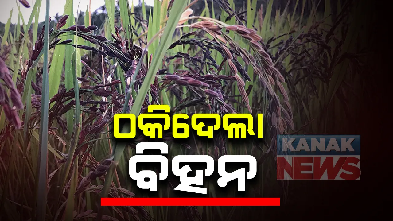  ଠକିଦେଲା ବିହନ : ଶହ ଶହ ଏକର ବିଲରେ ଧାନ ବଦଳରେ ଫଳିଲା ବାଳୁଙ୍ଗା ଓ ଅଗାଡି; ଚାଷୀ ହତାଶ