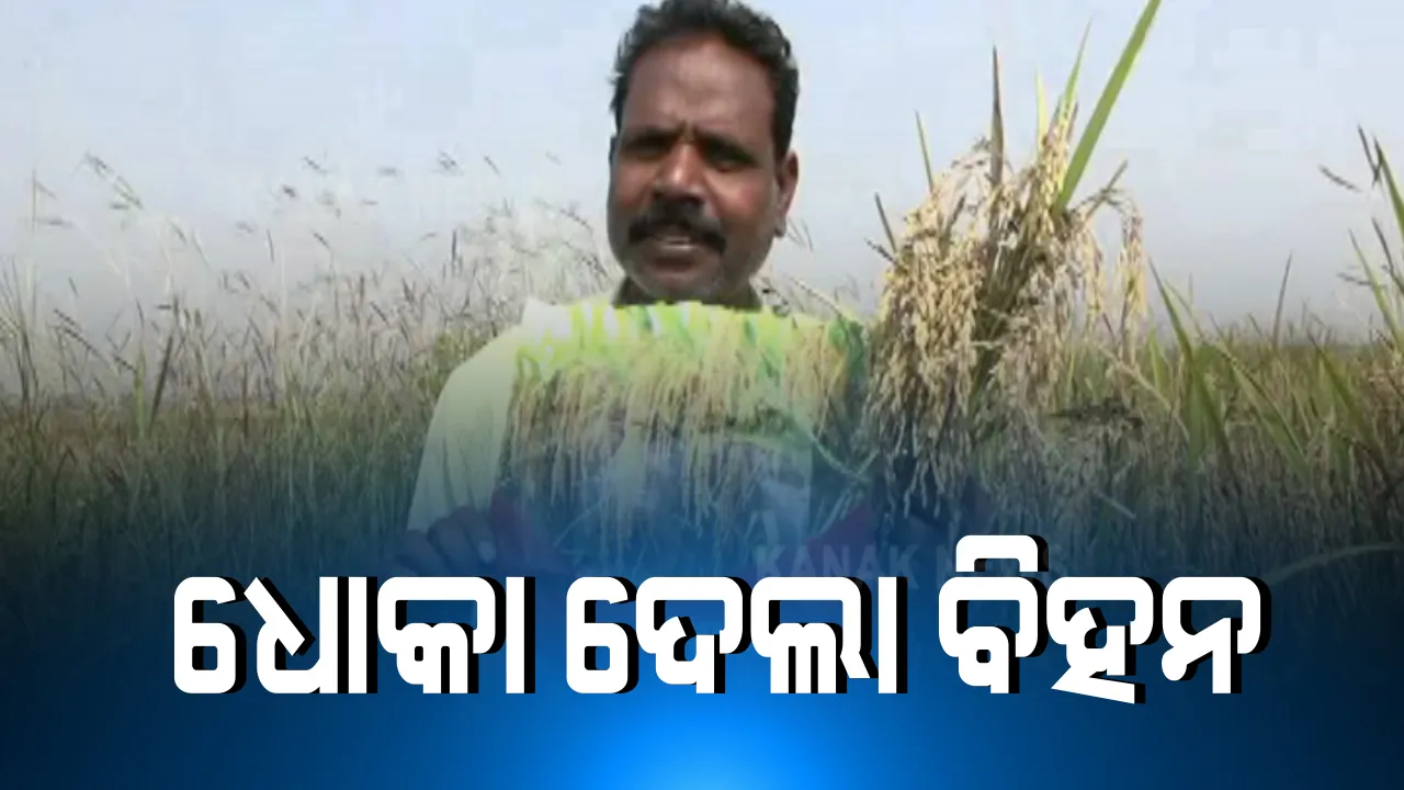  ନବରଙ୍ଗପୁରରୁ ଆସିଲା ଚାଷୀଙ୍କ ଦୁର୍ଦ୍ଦଶାର ଚିତ୍ର : ବେସରକାରୀ କଂପାନୀରୁ ଧାନ ବିହନ କିଣି ଚାଷୀ ହତାଶ; ଉମରକୋଟରେ ସୁନା ଫସଲ ଜାଗାରେ ବାହାରିଲା ଫମ୍ପା ଧାନ