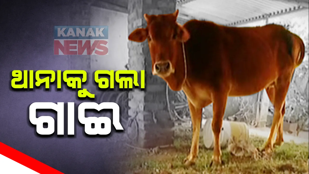  ଗାଈକୁ ନେଇ କୋରାପୁଟରେ ଦୁଇ ପରିବାର ମୁହାଁମୁହିଁ : ଉଭୟ ପରିବାରର ଦାବି ଗାଈ ତାଙ୍କର, ଥାନାରେ ଏତଲା