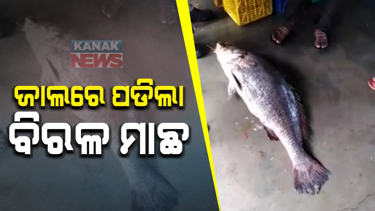  ଜଳେଶ୍ୱରରେ ଜାଲରେ ପଡିଲା ବିରଳ ମାଛ : ୪ ଲକ୍ଷ ଟଙ୍କାରେ କିଣିନେଲା କଲିକତା ଔଷଧ କମ୍ପାନୀ