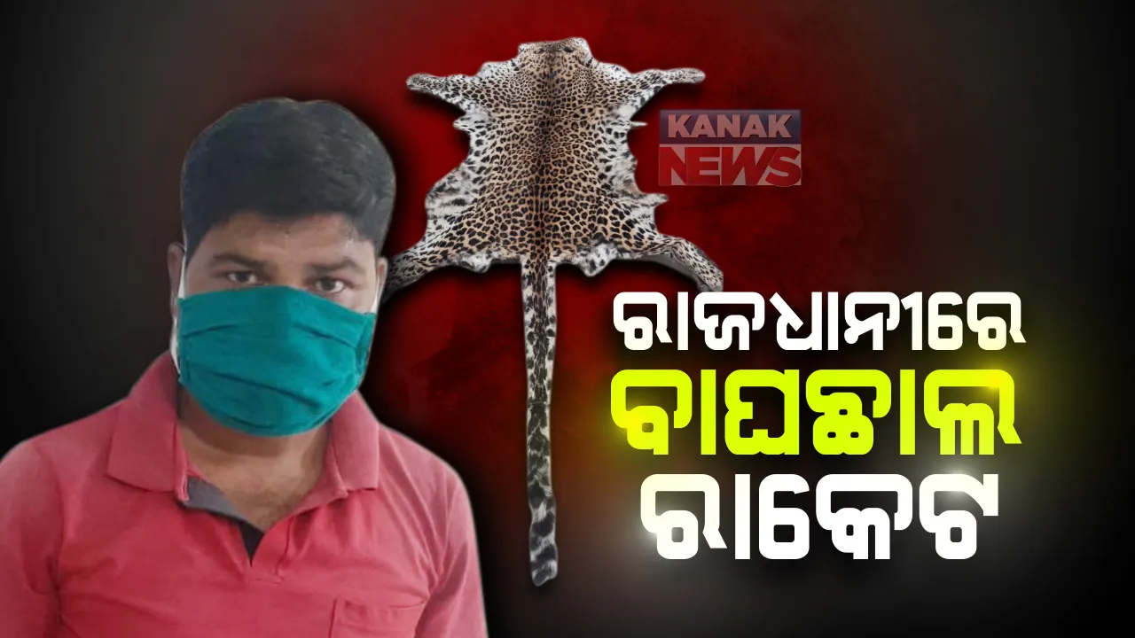  ରାଜଧାନୀରେ ବାଘଛାଲ ରାକେଟ : ଖଣ୍ଡଗିରି ଅଂଚଳରେ ଛାଲ ଜବତ ହେବା ସହ ଜଣକୁ ଗିରଫ କଲା କ୍ରାଇମବ୍ରାଂଚ ଏସଟିଏଫ