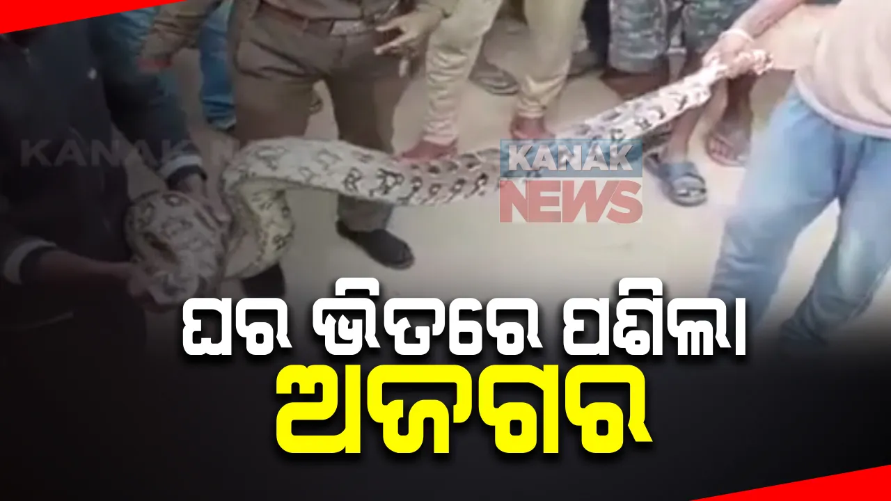  ଘର ଭିତରେ ପଶିଗଲା ଅଜଗର : ଉଦ୍ଧାର କରି ଜଙ୍ଗଲରେ ଛାଡିଲା ବନବିଭାଗ