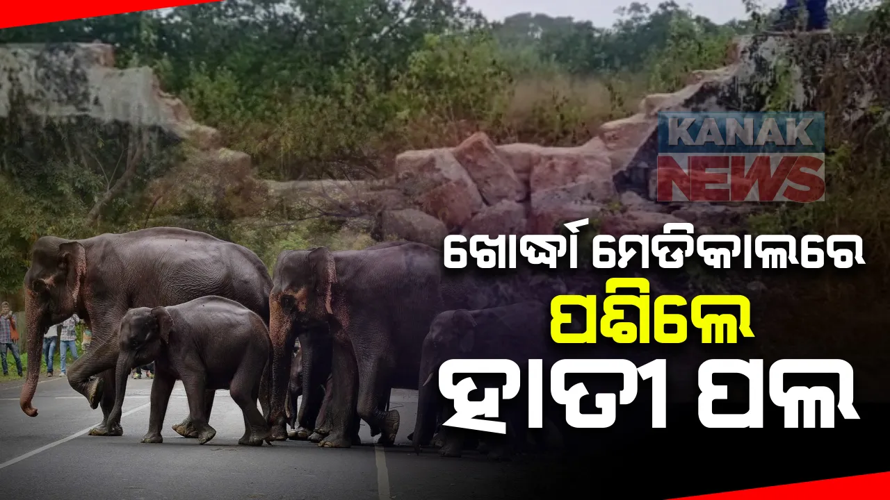  ଖୋର୍ଦ୍ଧା ମେଡିକାଲ ନିକଟରେ ହାତୀପଲ : ବିଳମ୍ବିତ ରାତିରେ ଭାଙ୍ଗିଲେ ପାଚେରୀ; ରାସ୍ତା ଉପରେ ହାତୀ ବୁଲାବୁଲି କରୁଥିବାରୁ ମାଇକ୍ ଯୋଗେ ସତର୍କ କରୁଛି ବନବିଭାଗ