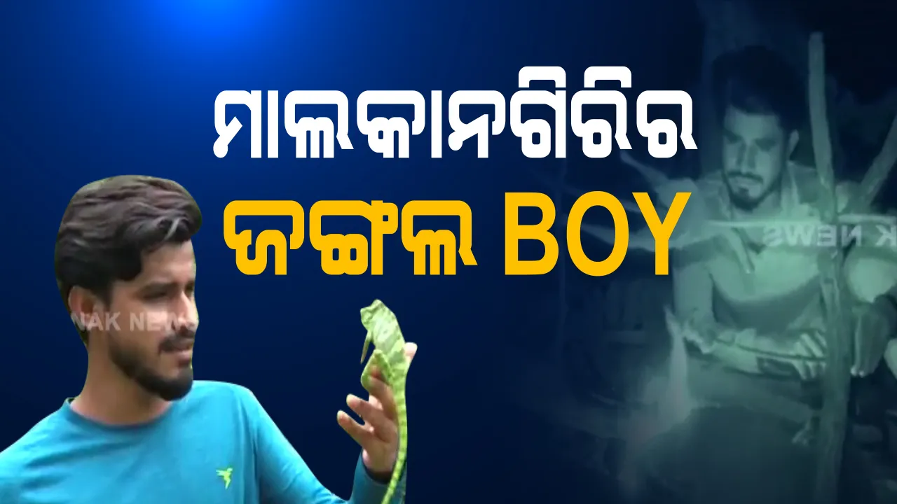  ମାଲକାନଗିରିର ଜଙ୍ଗଲ ବୟ : ପେଶା ଇଂଜିନିୟର, ନିଶା ଜଙ୍ଗଲରେ ରହିବା; ମଂଚା କରି ରହୁଛନ୍ତି ଗଛ ଉପରେ, ଧରୁଛନ୍ତି ସାପ ବେଙ୍ଗ 