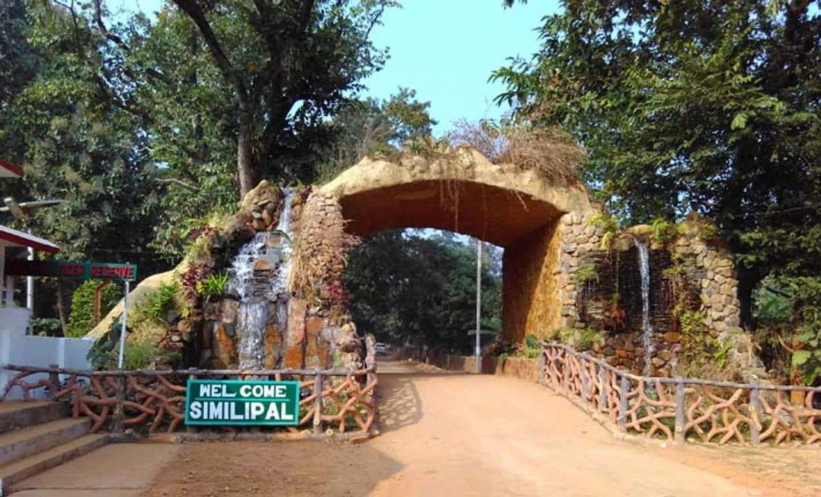  ଖୋଲିଲା ଶିମିଳିପାଳ ଅଭୟାରଣ୍ୟ : ପ୍ରଥମ ଦିନରେ ବୁଲିଲେ ୨୮୭ ପର୍ଯ୍ୟଟକ; ପର୍ଯ୍ୟଟକମାନଙ୍କୁ ସ୍ୱାଗତ କଲେ କତ୍ତୃର୍ପକ୍ଷ