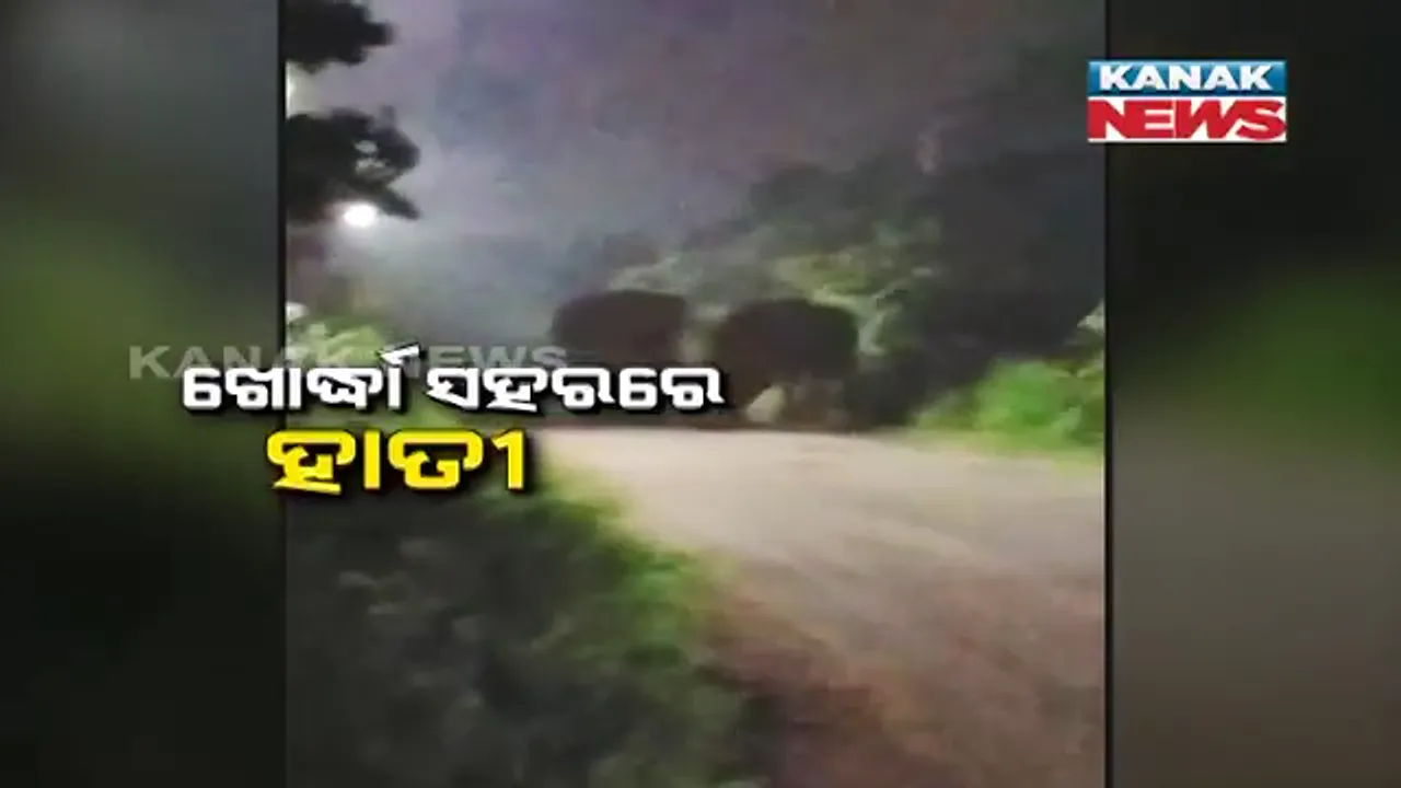  ଖୋର୍ଦ୍ଧା ସହରରେ ପଶିଲା ହାତୀ । ଲୋକେ ଭୟଭୀତ, ଆଖପାଖ ଅଚଂଳରେ ବ୍ୟାପକ ଫସଲ ନଷ୍ଟ