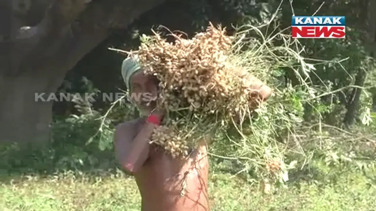  ଆଦିବାସୀଙ୍କୁ ସ୍ୱାବଲମ୍ବୀ କରିବା ଲକ୍ଷ୍ୟରେ ଜୈବିକ କୃଷିକୁ ପ୍ରୋତ୍ସାହନ ପାଇଁ ସରକାରଙ୍କ ଉଦ୍ୟମ । ସମ୍ବଲପୁର କୁଚିଣ୍ଡା ଉପଖଣ୍ଡରେ ପରୀକ୍ଷାମୂଳକ ଭାବେ ଆଇଟିଡିଏ ଦେଉଛି ସହାୟତା