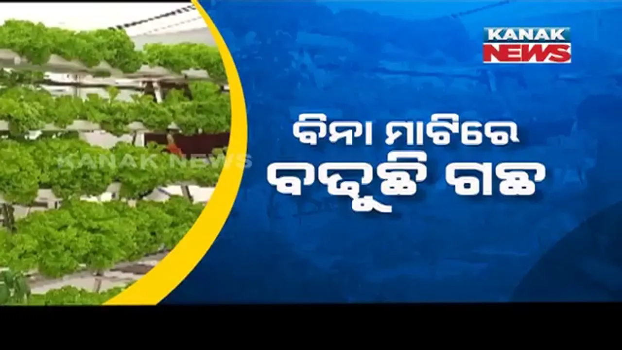  ବିନା ମାଟିରେ ହେଉଛି ଚାଷ । ହାଇଟେକ୍ ଚାଷ କରି ଅନ୍ୟମାନଙ୍କ ପାଇଁ ଆଦର୍ଶ ସାଜିଛନ୍ତି ଆଶିଷ । ଚାକିରି ଛାଡି ଚାଷକୁ ଆଦରି ହୋଇଛନ୍ତି ସଫଳ
