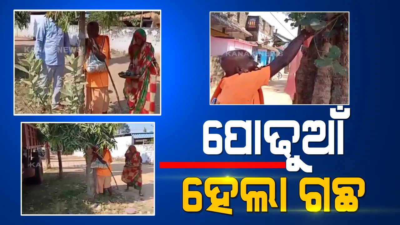  ସନ୍ତାନ ଭଳି ଗଛର ନେଉଛନ୍ତି ଯତ୍ନ । ପ୍ରତିବର୍ଷ ଗଛ ଲଗାଇବା ସହ ପ୍ରଥମାଷ୍ଟମୀରେ କରୁଛନ୍ତି ପଢୁଆଁ 