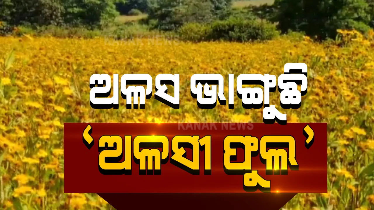  'ଅଳସୀ' ଡାକୁଛି ଆ... କୁହୁଡିର ଚାଦର ପିନ୍ଧି କୋରାପୁଟ ଛାତିରେ ଝୁଲିଝୁଲି ଶୀତୁଆ ସକାଳର ସୂର୍ଯ୍ୟ ପହୁଁଛି ଅଳସୀ ଫୁଲ । ପ୍ରକୃତିର ହଳଦୀ ରଙ୍ଗ ଦେଖି ହୃଦୟ ହେଉଛି ଚୋରି...