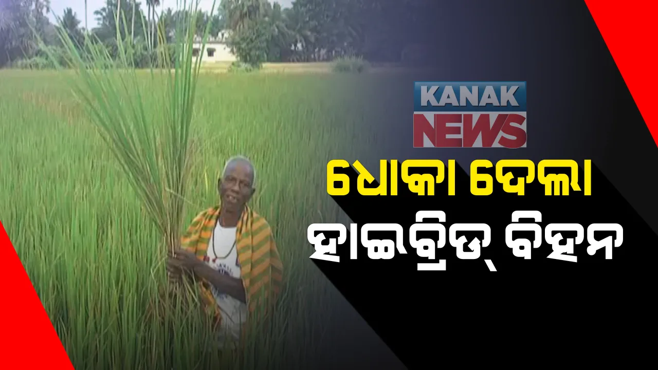  ଧୋକା ଦେଲା ଅଧିକ ଅମଳକ୍ଷମ ହାଇବ୍ରିଡ୍ ବିହନ: ୧୨୦ଦିନ ପରେ ବି ଧାନକେଣ୍ଡାର ଦେଖାନାହିଁ; ଚିନ୍ତାରେ ପୁରୀ ବାଙ୍ଗୁରିଗାଁ ପଂଚାୟତର ଚାଷୀ
