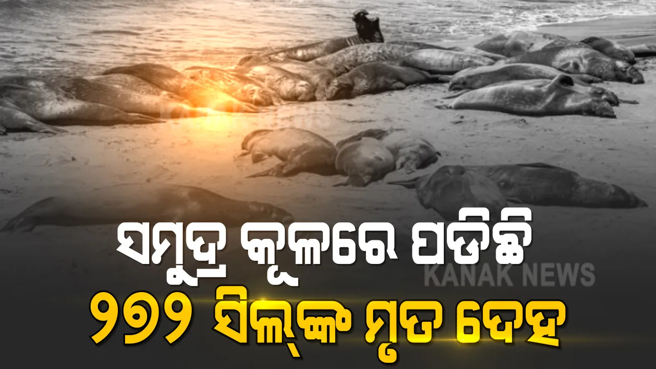  ସମୁଦ୍ର କୂଳରେ ପଡିରହିଛି ୨୭୨ ଟି ସିଲ୍ ଙ୍କ ମୃତ ଦେହ । ଚିନ୍ତାରେ ପରିବେଶ ବିଜ୍ଞାନୀ । ଖୋଜୁଛନ୍ତି ମୃତ୍ୟୁର କାରଣ