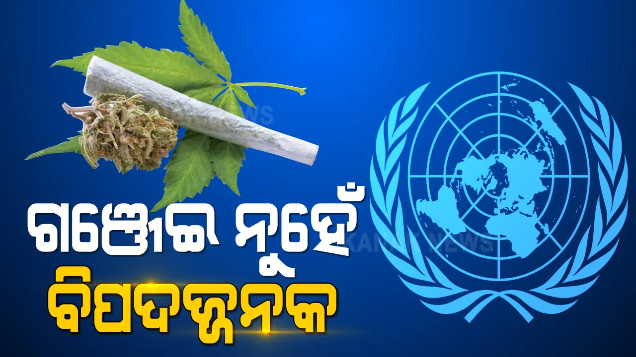  ବିପଜ୍ଜନକ ନିଶା ଦ୍ରବ୍ୟ ତାଲିକାରୁ ହଟିଲା ଗଞ୍ଜେଇ : ମିଳିତ ଜାତିସଂଘରେ ହୋଇଥିବା ଐତିହାସିକ ମତଦାନରେ ନିଷ୍ପତ୍ତି