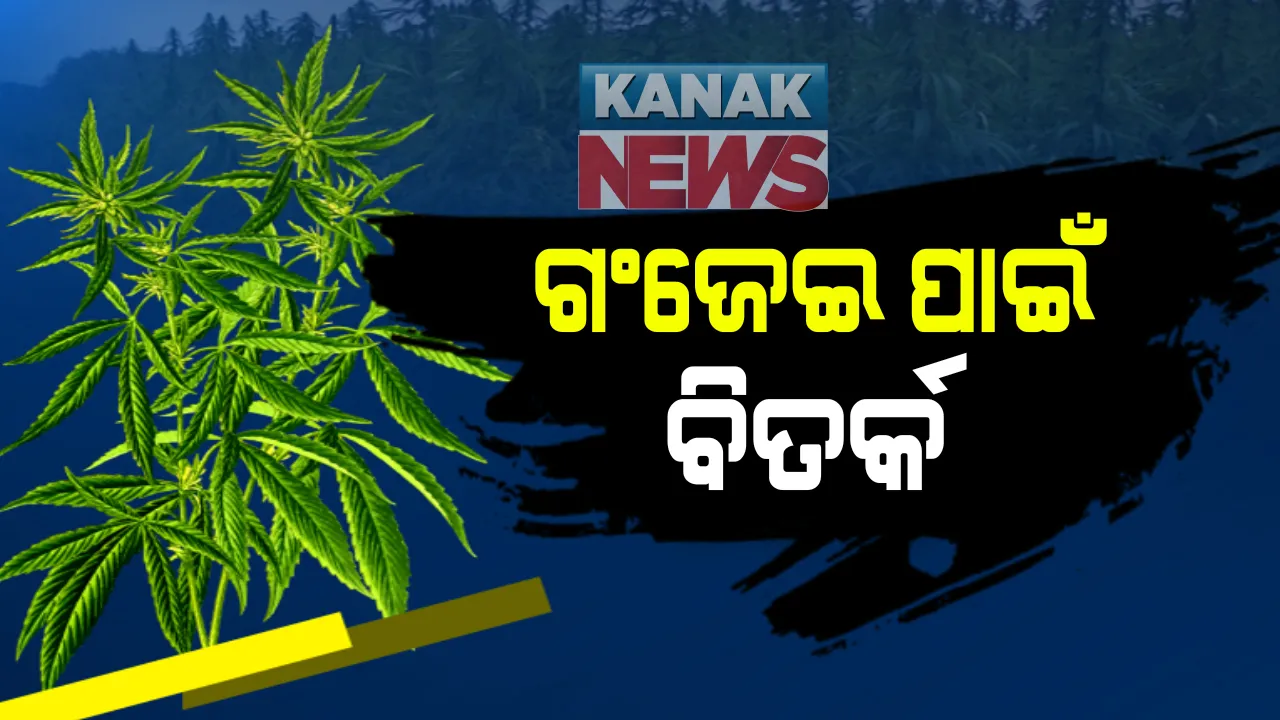  ବିପଦଜ୍ଜନକ ନିଶା ତାଲିକାରୁ ଗଂଜେଇକୁ ବାଦ ଦେବା ପାଇଁ ଜାତିସଂଘରେ ଭୋଟ୍ ଦେଲା ଭାରତ: ବଡ ପ୍ରଶ୍ନ, ଜାତିସଂଘର ଅନୁମତି ପରେ ଦେଶରେ ଆଇନ ସମ୍ମତ ହେବ କି ଗଂଜେଇ