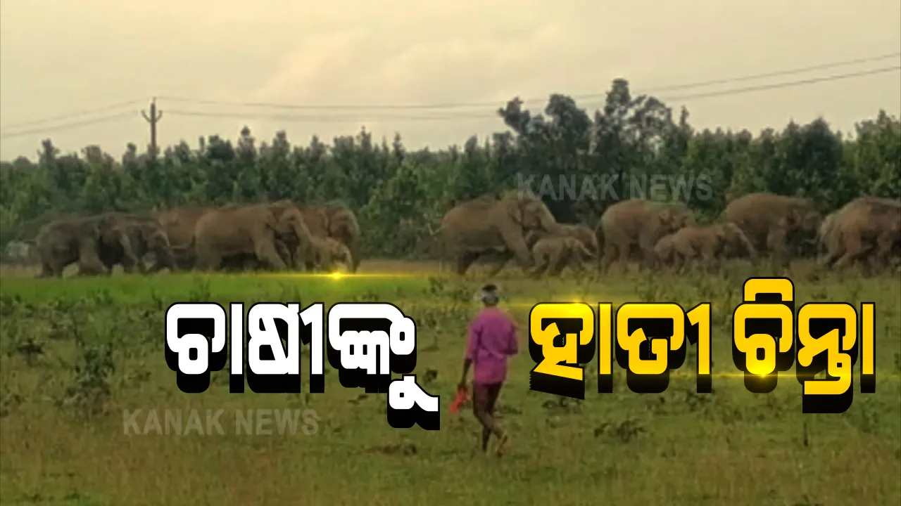  ଚାଷୀଙ୍କୁ ଘାରିଛି ହାତୀ ଚିନ୍ତା । ସୁବର୍ଣ୍ଣପୁରରେ ଏକର ଏକର ଧାନ ଫସଲ ନଷ୍ଟ କରୁଛନ୍ତି ହାତୀପଲ । ଘଉଡାଇବାକୁ ମଞ୍ଚାରେ ମଣିଷ ।