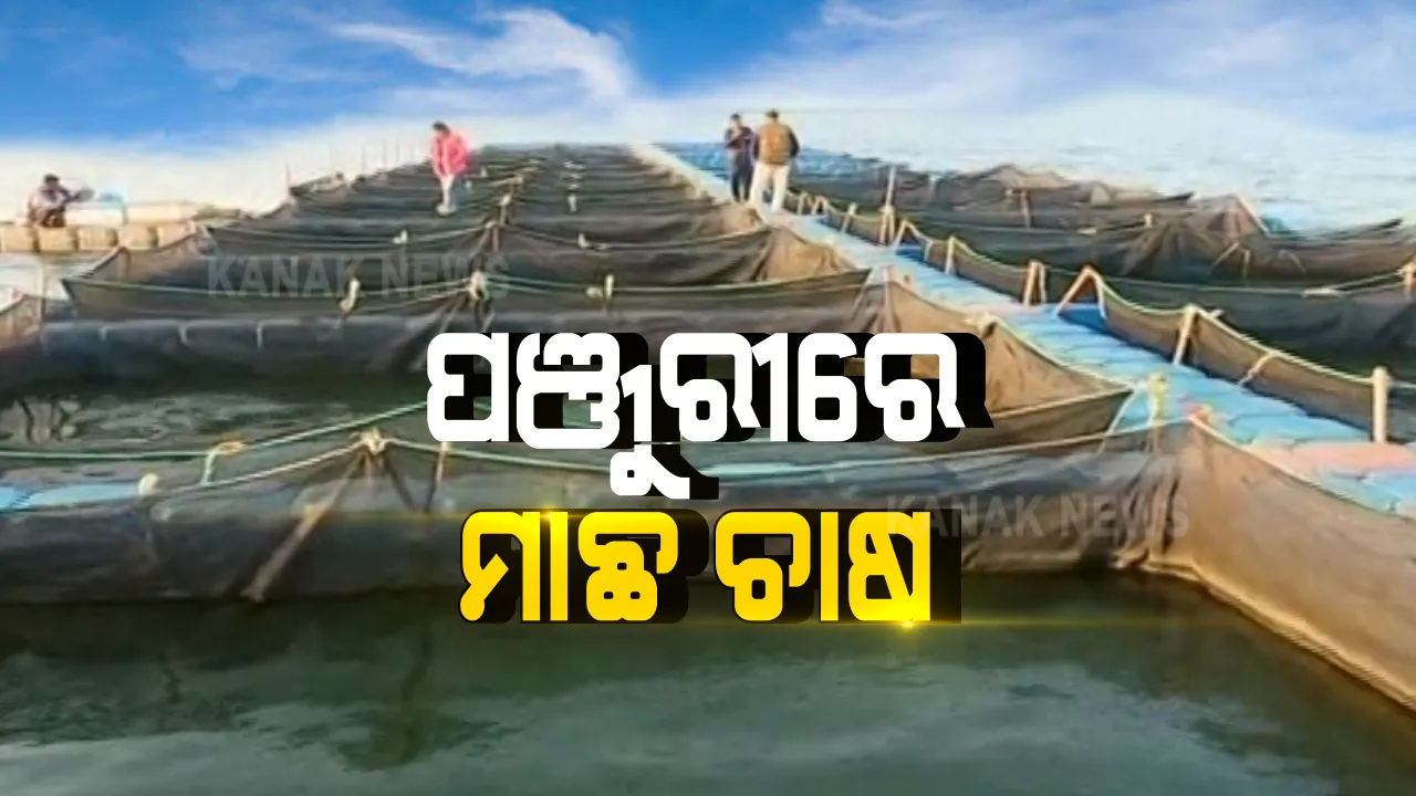  ପଞ୍ଜୁରୀ ଭିତରେ ହେଉଛି ମାଛ ଚାଷ । ଭାସମାନ ଜେଟି ଓ ଜାଲରେ ତିଆରି ହୋଇଛି ଫିଶିଙ୍ଗ କେଜ । ମତ୍ସ୍ୟ ବିଭାଗର ସହାୟତାରେ ଗଭୀର ଜଳଭଣ୍ଡାରରେ କେଜ୍ କଲଚର୍ ଫାର୍ମିଂ କରୁଛନ୍ତି ୨୧୮ ଚାଷୀ ପରିବାର