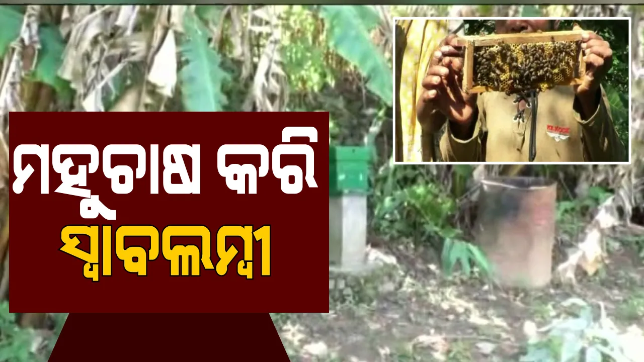  ଆଦିବାସୀଙ୍କ ମହୁଚାଷ । ଆଧୁନିକ ପ୍ରଣାଳୀରେ ଚାଷ କରି ସ୍ୱାବଲମ୍ବୀ ହେଉଛନ୍ତି ଗଜପତି ତୁମ୍ବ ଗାଁର ଲୋକେ