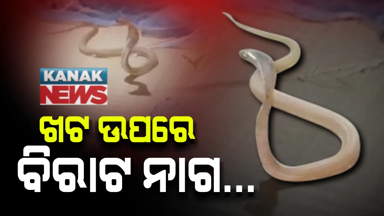  ଶୋଇବା ଘରେ ନାଗ ସାପ: କେନ୍ଦ୍ରାପଡା ମାଧୁଶାସନ ଗାଁର ଜଣେ ବ୍ୟକ୍ତିଙ୍କ ଘରେ ଠାବ ହେଲା ୪ଫୁଟ ଲମ୍ବର ନାଗ ।  ସ୍ନେକ ହେଲ୍ପଲାଇନ ସଦସ୍ୟ କଲେ ଉଦ୍ଧାର