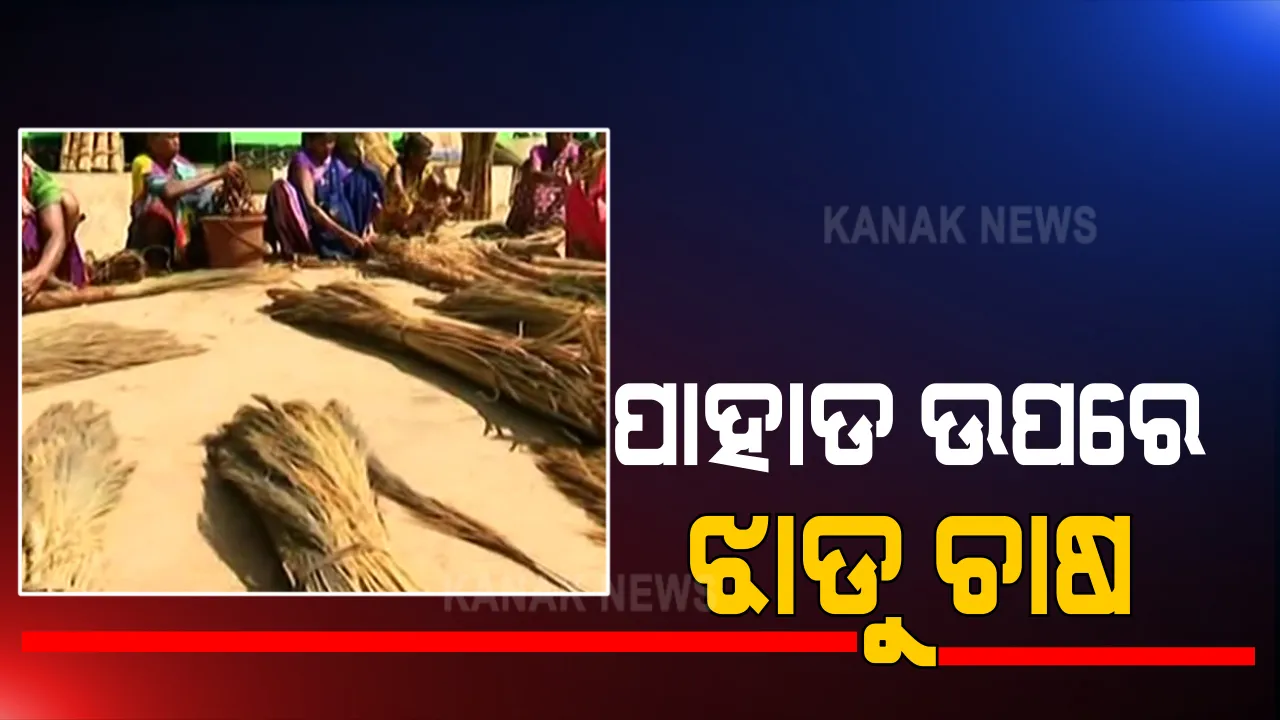  ପାହାଡ ଉପରେ ଝାଡୁ ଚାଷ । କୋରାପୁଟ ସେମିଳିଗୁଡା ଲୋକଙ୍କ ପାଇଁ ପାଲଟିଲା ରୋଜଗାରର ନୂଆ ମାଧ୍ୟମ । ବଜାରରେ ଭଲ ବିକ୍ରି, ପ୍ରୋତ୍ସାହନକୁ ଅପେକ୍ଷା