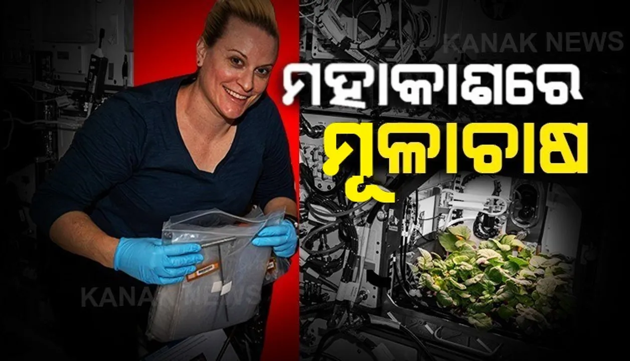 ପ୍ରଥମ ଥର ପାଇଁ ମହାକାଶରେ ହେଲା ଚାଷ । ନାସାର ମହାକାଶଚାରୀ ଆନ୍ତର୍ଜାତୀୟ ସ୍ପେଶ ଷ୍ଟେସନରେ କଲେ ମୂଳା ଅମଳ ।