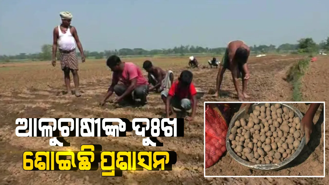  ରାଜ୍ୟର ଆଳୁଚାଷୀଙ୍କୁ ହତାଦର, ସମାଧାନ ହେଉନି ବର୍ଷ ବର୍ଷର ସମସ୍ୟା । ପଡୋଶୀ ରାଜ୍ୟରୁ ଆମଦାନୀ ହେଉଛି ଆଳୁ