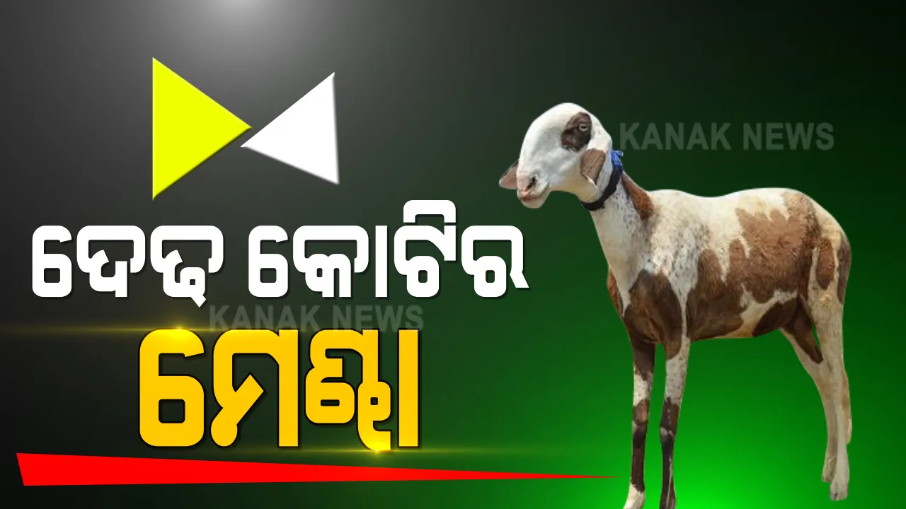  ମେଣ୍ଢାର ମୂଲ୍ୟ ଦେଢ କୋଟି । ୭୦ ଲକ୍ଷ ଦେବାକୁ ରାଜି ହେଲେଣି  ଲୋକ । ହେଲେ ଏବେ ବି ୧.୫ କୋଟିରେ ଅଟକି ରହିଛନ୍ତି ମାଲିକ