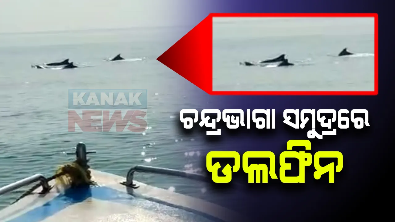  ପରିବେଶବିତଙ୍କ ପାଇଁ ଖୁସି ଖବର: ଚନ୍ଦ୍ରଭାଗା ସମୁଦ୍ରରେ ଦେଖାଗଲା ଡଲଫିନ