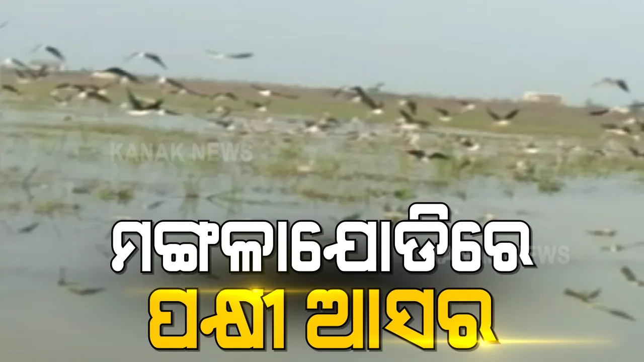  ଶୀତ ବଢୁଛି, ମଙ୍ଗଳାଯୋଡିରେ ବିଦେଶାଗତ ପକ୍ଷୀଙ୍କ ଭିଡ ଜମୁଛି । ପ୍ରତିବର୍ଷ ୨୦୦ରୁ ଅଧିକ ପ୍ରଜାତିର ପକ୍ଷୀଙ୍କ ହୁଏ ଆଗମନ, ଏଥର କରୋନା ପାଇଁ ଖାଁ ଖାଁ ପକ୍ଷୀ ଅଭୟାରଣ୍ୟ ।