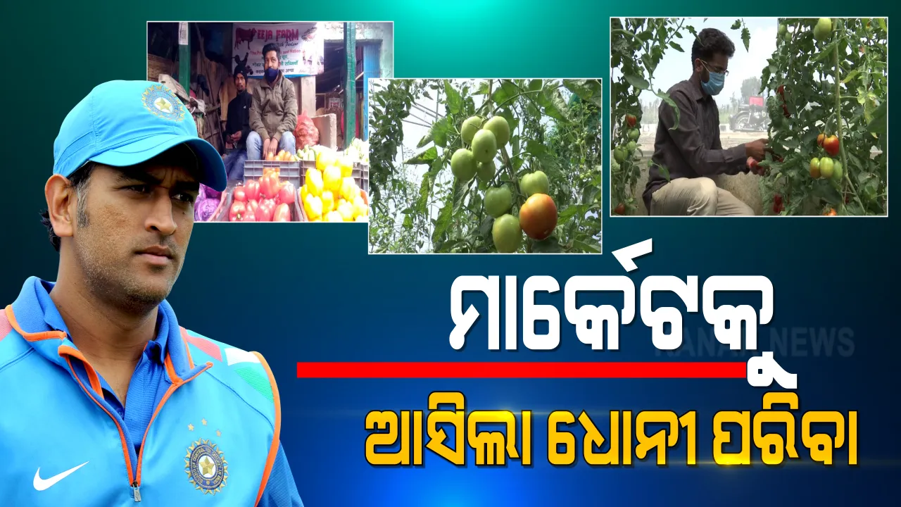  କ୍ରିକେଟ ପରେ ଏବେ ଫାର୍ମିଂ ବିଜେନସରେ ମହେନ୍ଦ୍ର ସିଂ ଧୋନୀ । ନିଜ ଫାର୍ମରେ ପରିବା ଚାଷ କରିବା ସହ ଏହାକୁ ନେଇ ମାର୍କେଟରେ ବିକୁଛନ୍ତି ଧୋନୀ ।