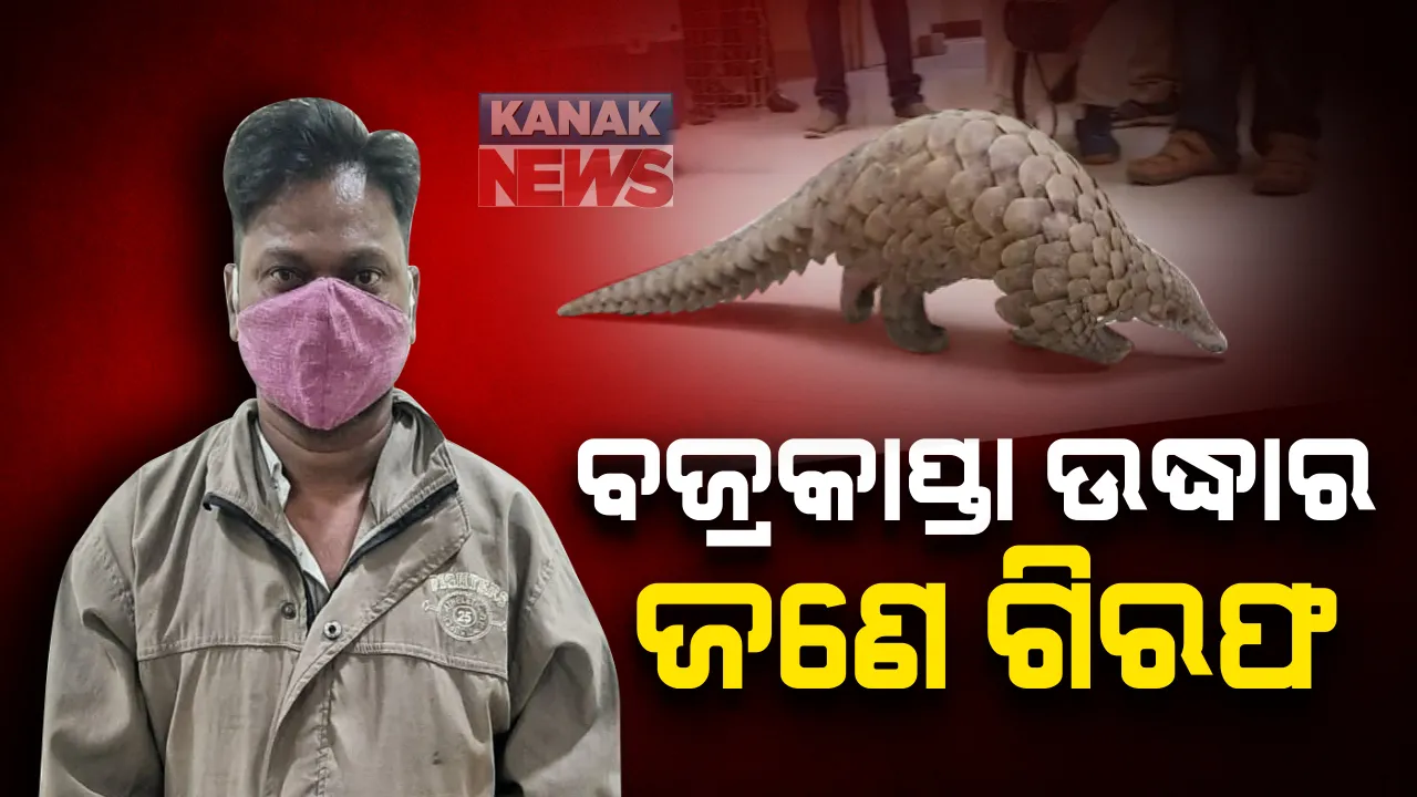  କଟକରୁ ଜୀବନ୍ତ ବଜ୍ରକାପ୍ତା ଉଦ୍ଧାର : ବଜ୍ରକାପ୍ତା  ଚାଲାଣ କରୁଥିବା ଅଭିଯୋଗରେ ଜଣେ ଗିରଫ