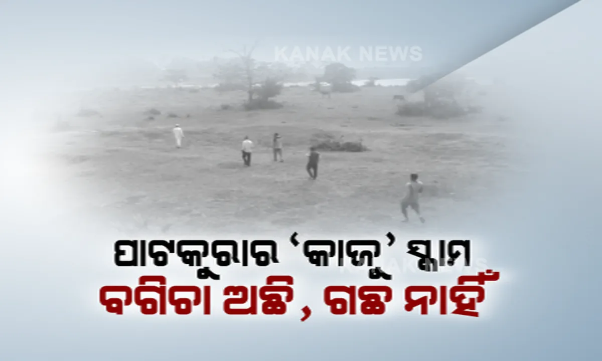  ପାଟକୁରାରେ ଲକ୍ଷ ଲକ୍ଷ ଟଙ୍କାର କାଜୁ ସ୍କାମ୍ । କାଗଜପତ୍ରରେ ଅଛି ବଗିଚା, ହେଲେ ନାହିଁ ପଡିଆରେ ଗଛ, ଲକ୍ଷାଧିକ ଟଙ୍କା ହଡ଼ପ ଅଭିଯୋଗ ନେଇ ତଦନ୍ତ ଆରମ୍ଭ କଲେ ଲୋକାୟୁକ୍ତ ।