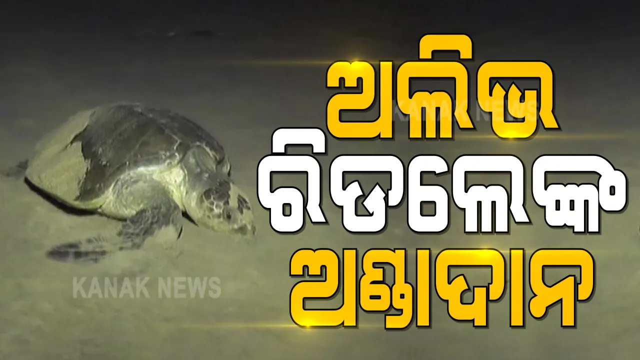  ଅସ୍ତରଙ୍ଗର ଦେବୀ ମୁହାଁଣରେ ବିରଳ ଅଲିଭ ରିଡଲେ କଇଁଛଙ୍କ ଅଣ୍ଡାଦାନ : ଠାବ କଲା ବନ ବିଭାଗର ପାଟ୍ରୋଲିଂ ଟିମ୍