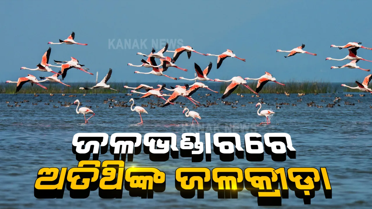  ହୀରାକୁଦ ଜଳଭଣ୍ଡାରରେ ଲାଗିଛି ବିଦେଶ ପକ୍ଷୀଙ୍କ ଭିଡ । ୟୁରୋପ, ଅଷ୍ଟ୍ରେଲିଆ, ଆଫ୍ରିକା, ମାଲଦୀପରୁ ଉଡି ଜଳକ୍ରୀଡା କରୁଛନ୍ତି ବିଦେଶୀ ବିହଙ୍ଗ ।