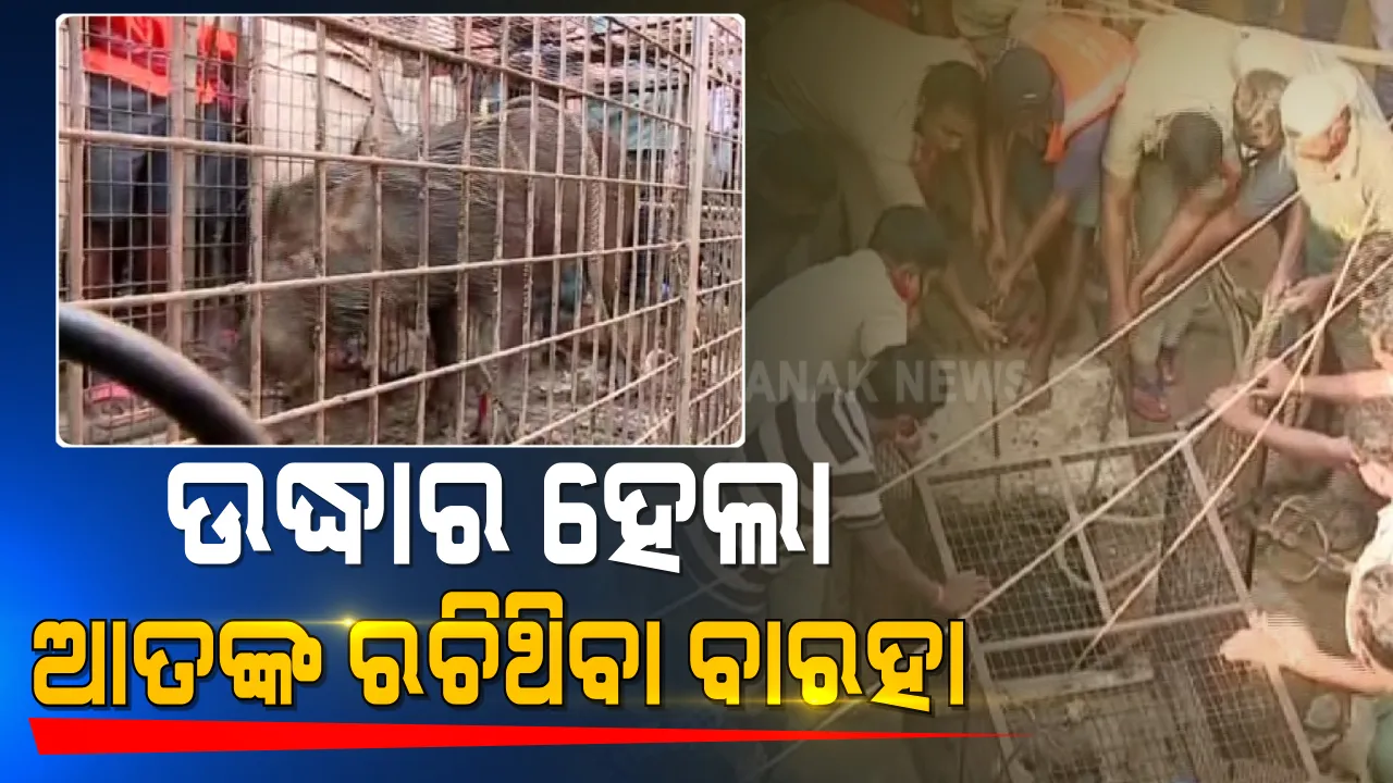  ପୁରୀ ସହରରେ ଆତଙ୍କ ଖେଳାଇଥିବା ବାରହା ଧରାପଡିଲା : ବାରହାକୁ ଉଦ୍ଧାର କଲା ବନବିଭାଗ