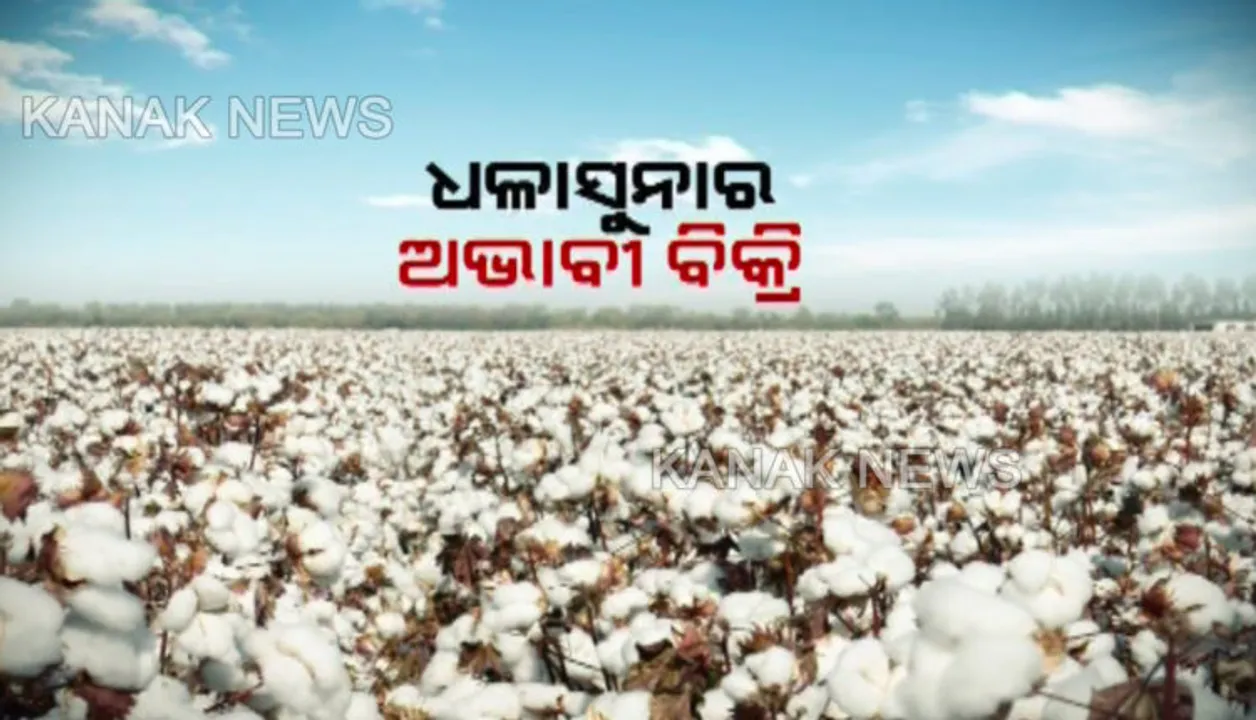  ଅମଳ ପରେ ବିକ୍ରି ହୋଇପାରୁନି କପା: ଚିନ୍ତାରେ କଳାହାଣ୍ଡି ଗୋଲମୁଣ୍ଡା ବ୍ଲକର ଚାଷୀ; ମଣ୍ଡିର ବ୍ୟବସ୍ଥା ନଥିବାର ଦଲାଲଙ୍କ ଶୋଷଣର ଶିକାର ହେଉଥିବା ଅଭିଯୋଗ