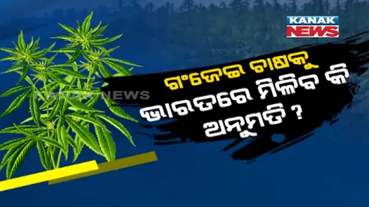  ବିପଦଜ୍ଜନକ ନିଶା ତାଲିକାରୁ ଗଞ୍ଜେଇକୁ ବାଦ ଦେବା ପାଇଁ ଜାତିସଂଘରେ ଭୋଟ୍ ଦେଲା ଭାରତ । କଂଗ୍ରେସ ସାଂସଦ ଶଶି ଥରରୁଙ୍କ ପ୍ରଶ୍ନ, ଭାରତରେ ଗଞ୍ଜେଇ ଚାଷକୁ ମିଳିବ କି ଅନୁମତି