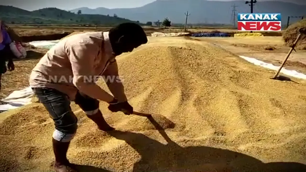  ମଣ୍ଡି ଖୋଲିଛି, ହେଲେ ମିଳିନି ଟୋକନ । ଖଳାରେ ଗଦା ହୋଇ ରହିଛି ଅମଳ ଧାନ