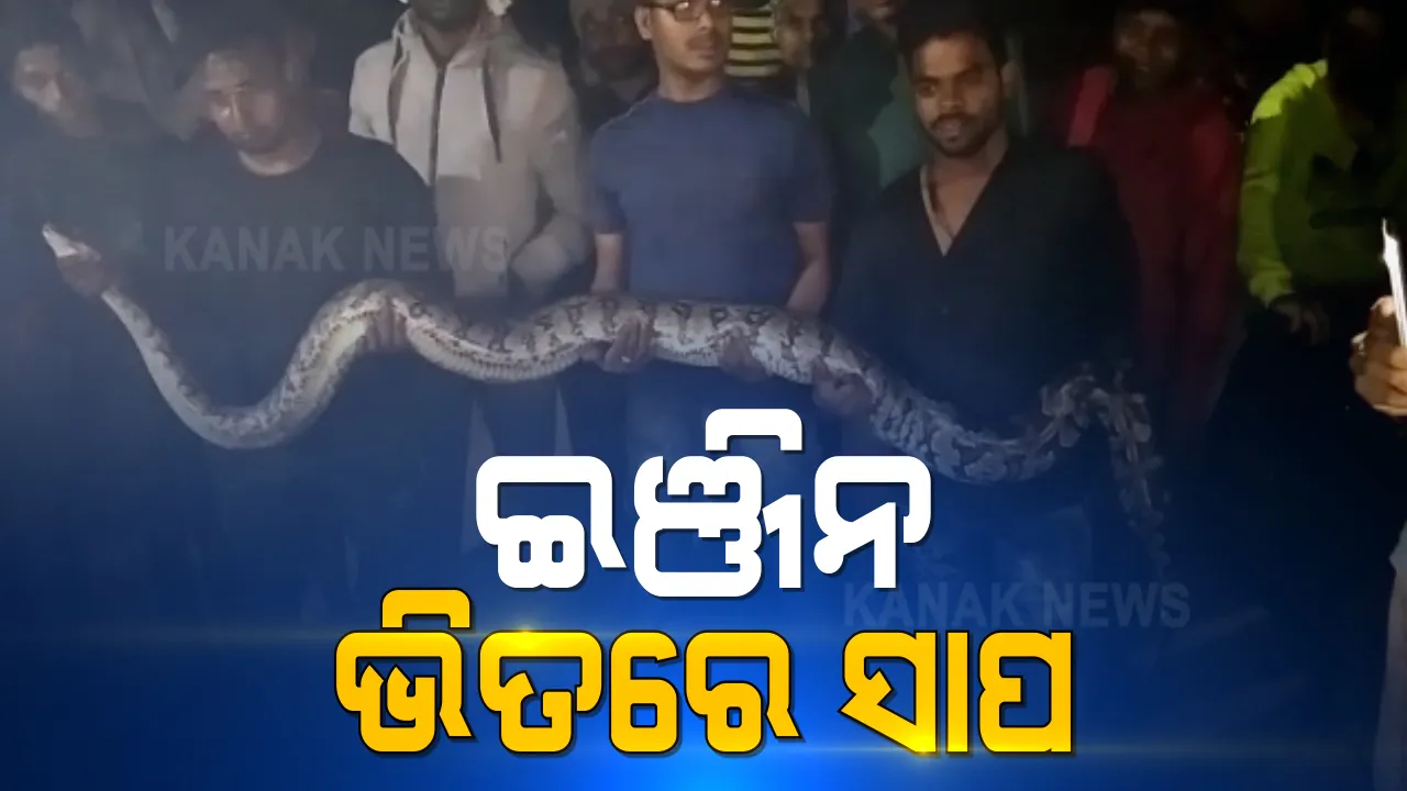  ବ୍ରହ୍ମପୁର ଉପକଣ୍ଠ ଗୁମୁଲାରେ ଚାଲିଥିଲା ସୌନ୍ଦର୍ଯ୍ୟକରଣ କାମ : ଜେସିବିରୁ ଉଦ୍ଧାର ହେଲା ୧୧ ଫୁଟ ଲମ୍ବର ଅଜଗର; ସ୍ନେକ ହେଲପ ଲାଇନ ସହାୟତାରେ ହେଲା ଉଦ୍ଧାର