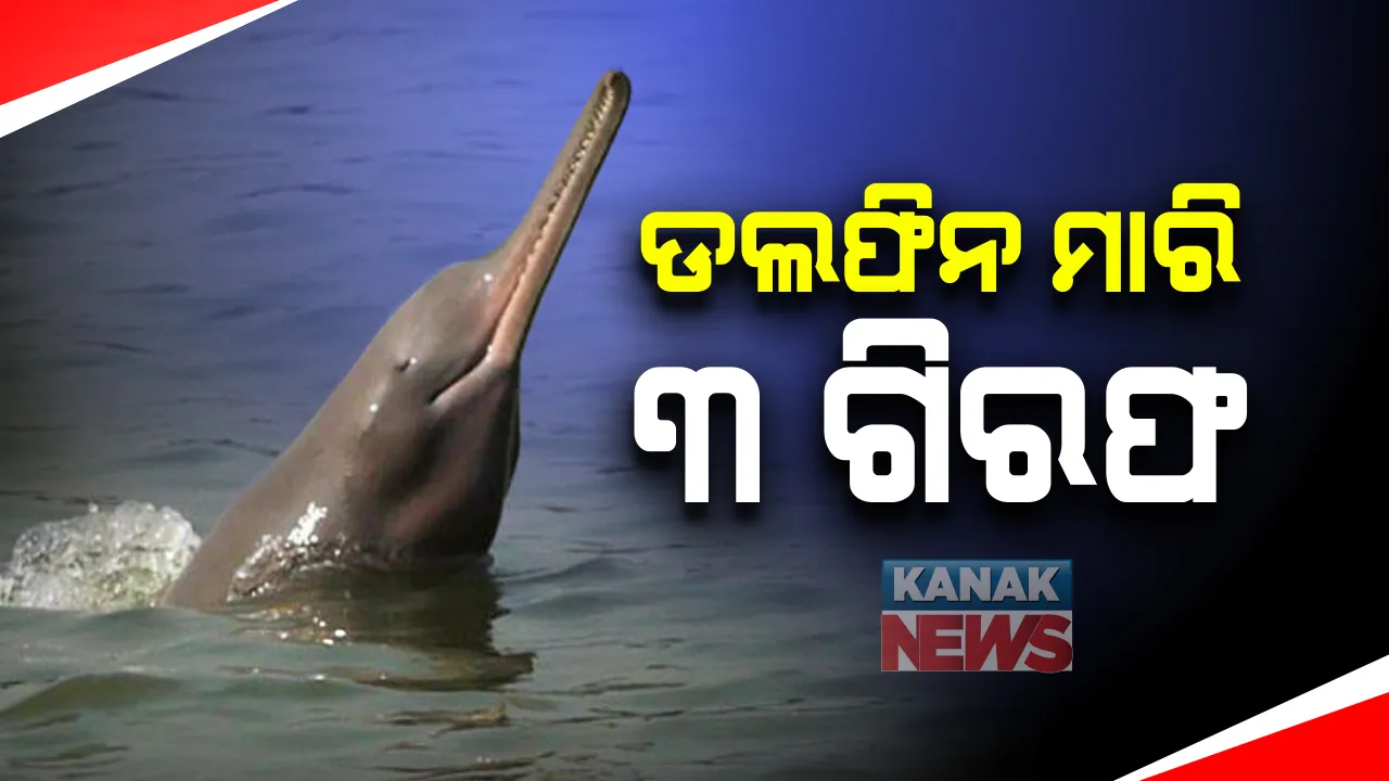  ବିରଳ ଡଲଫିନକୁ ପିଟି ପିଟି ମାରିଦେବା ଘଟଣା : ୩ଜଣଙ୍କୁ ଗିରଫ କଲା ପୋଲିସ; ଡିସେମ୍ବର ୩୧ ତାରିଖରେ ଘଟିଥିଲା ଘଟଣା