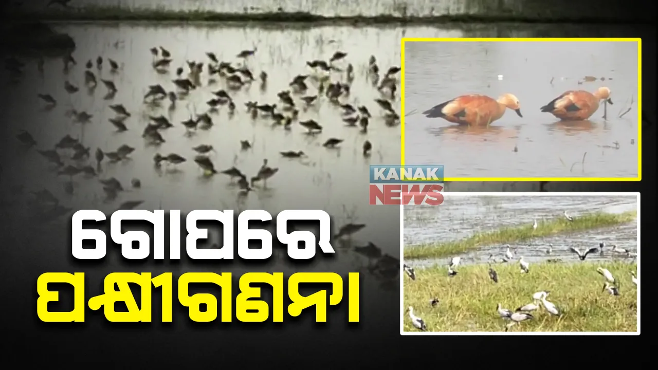  ଗୋପ ବନବିଭାଗ ପକ୍ଷରୁ ପକ୍ଷୀ ଗଣନା ଆରମ୍ଭ । ୧୦ ଜଣିଆ ଟିମ୍ ପକ୍ଷୀଗଣନାରେ ସାମିଲ ।  ୫ ଦିନ ଧରି ଚାଲିବ ପକ୍ଷୀଗଣନା କାର୍ଯ୍ୟ