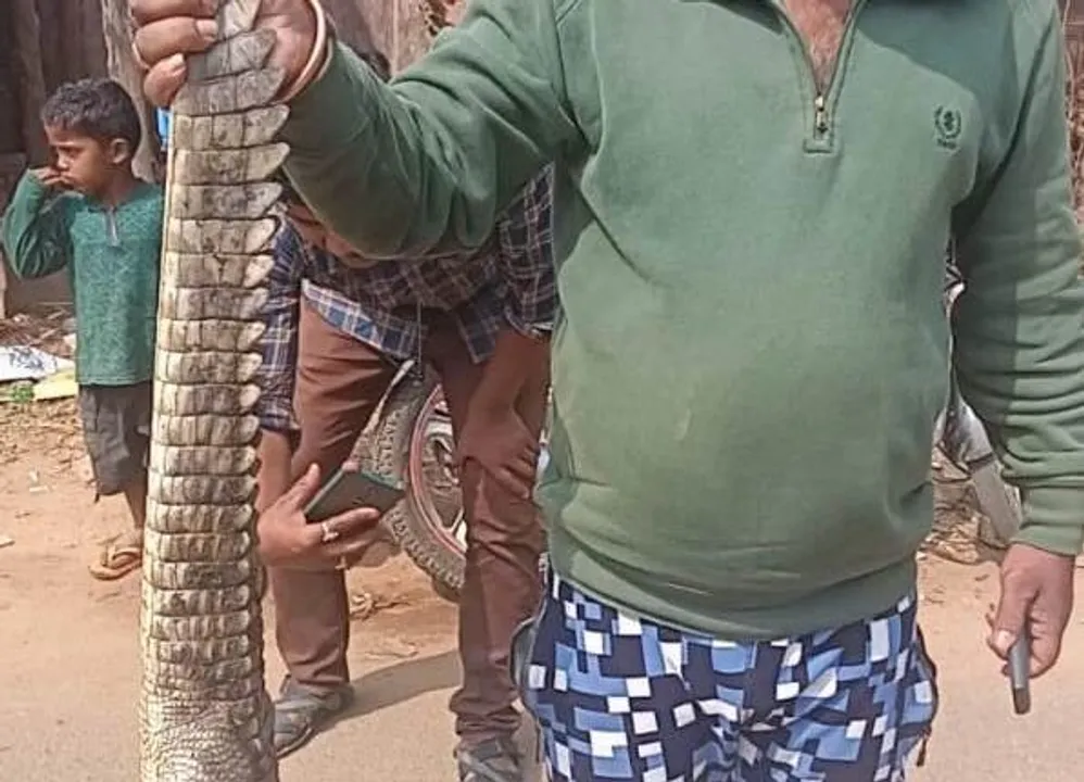  ପୋଖରୀରୁ ଉଦ୍ଧାର ହେଲା ବିରାଟ କୁମ୍ଭୀର । ଅଳ୍ପକେ ବର୍ତ୍ତିଲେ ଗ୍ରାମବାସୀ