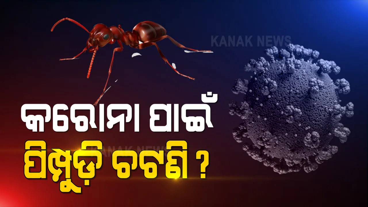  କରୋନାରୁ ଉପଶମ ଦେବ ନାଲି ପିମ୍ପୁଡିର ଆଚାର? ଏହାର ବ୍ୟବହାର ହେଉନାହିଁ ବୋଲି କୋର୍ଟରେ ହୋଇଥିଲା ମାମଲା । ତିନି ମାସ ଭିତରେ ନିଷ୍ପତି ନେବାକୁ ନିର୍ଦ୍ଦେଶ ଦେଲେ ଓଡିଶା ହାଇକୋର୍ଟ