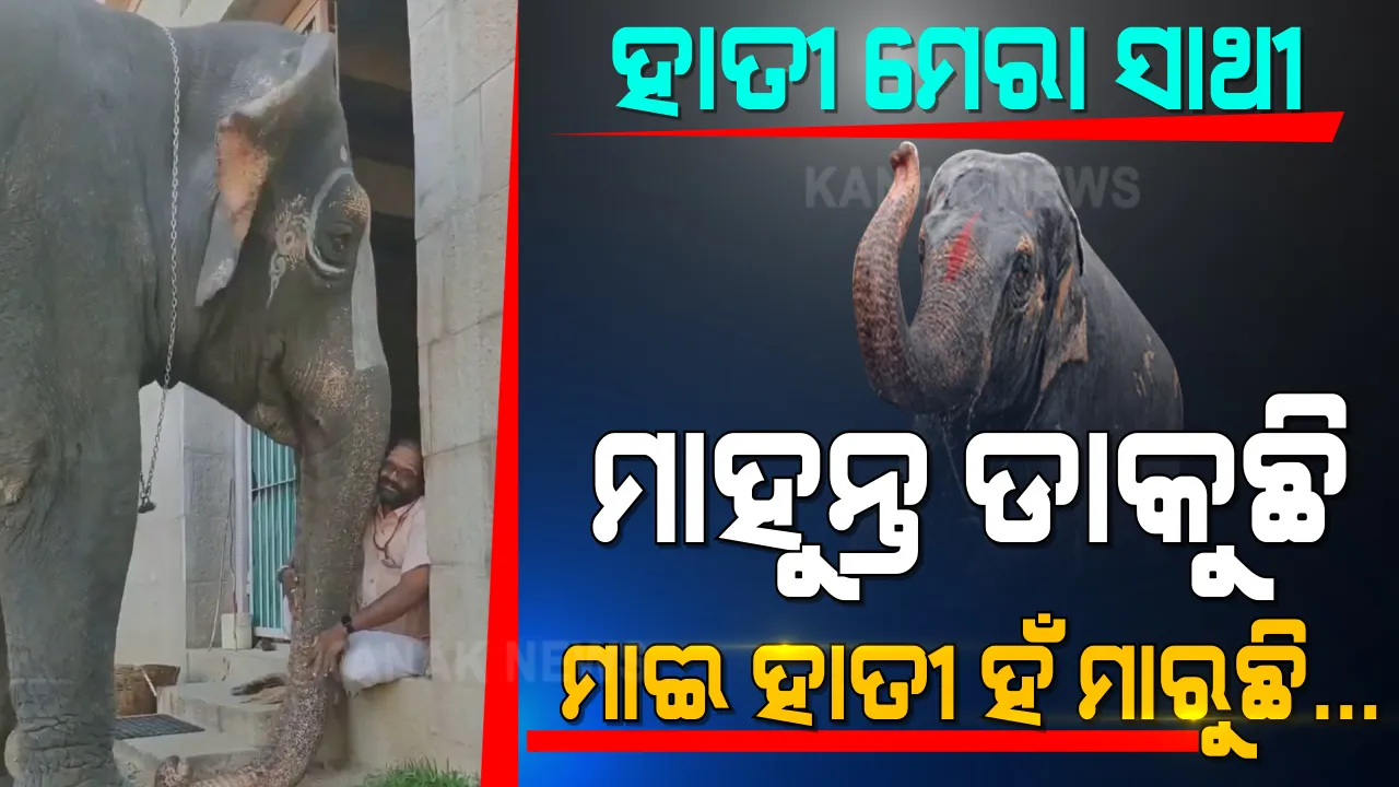  ମାହୁନ୍ତ ଡାକୁଛି, ହାତୀ ହଁ ମାରୁଛି... ମଣିଷ ପ୍ରଶ୍ନର ଉତ୍ତର ଦେଉଛି ପଶୁ । ସିନେମା ନୁହେଁ ଏ ସତ କାହାଣୀ ।