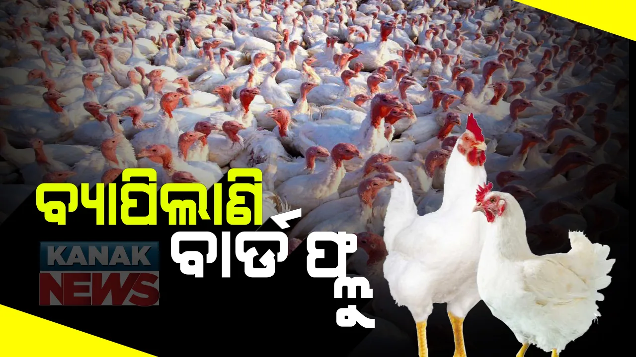  ସରିନି କରୋନା ଭୟ, ମାଡି ଚାଲିଲାଣି ବାର୍ଡ ଫ୍ଲୁ ଭୂତାଣୁ : ୫ଟି ରାଜ୍ୟରେ ସଂଖ୍ୟାଧିକ ପକ୍ଷୀଙ୍କ ମୃତ୍ୟୁ; କେରଳରେ ରାଜ୍ୟ ବିପର୍ଯ୍ୟୟ ଘୋଷଣା