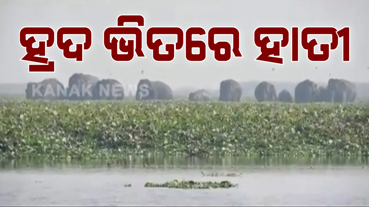  ପକ୍ଷୀ ଗଣୁ ଗଣୁ ହାବୁଡିଲେ ହାତୀ ପଲ । ଚିଲିକା ବାଲିପାଟପୁରରେ ହାତୀ ପଲଙ୍କୁ ଦେଖିଲେ ପକ୍ଷୀ ଗଣନାକାରୀ । କାଦୁଅ ଫଶିଥିବା ଛୁଆ ହାତୀକୁ ଉଦ୍ଧାର କରିବା ପାଇଁ ଏକାଠି ହେଲେ ୧୩ଟି ହାତୀ 